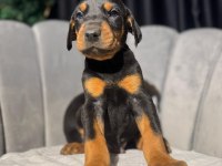 King doberman erkek ve dişi yavrular