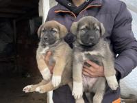 Her İle İlçeye Gönderim Sağlanır Sivas Kangalı