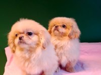 Sıfır burun pekinez bebeklerimiz