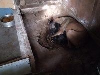 Kişi Ve Alan Koruma İçin Belçika Kurdu