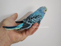 Konuşma Eğitimi Verilecek Yavru Muhabbet Kuşları