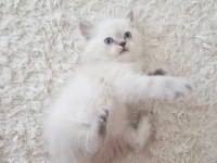 British shorthair sağlıklı eğitimli yavrular yeni yuvasını arıyor