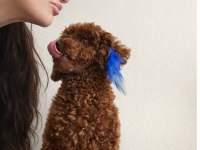 Red - Brown Kore Kan Poodle Oğluluşuma Eş Arıyoruz