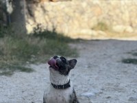 2 Yaşında Dişi Blue Merle French Bulldog