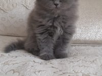 2 Aylık Oyuncu Sevecen Kedim