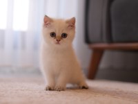 Şecereli British Shorthair Dişi Ve Erkek Yavru