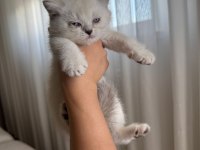 British Shorthair Yavru Kediler