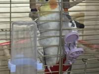 Erkek Evcil Sultan Papağanı