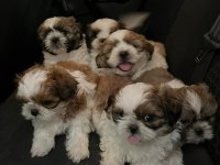 Irk Ve Sağlık Garantili Hypo Mini Shih Tzu Bebekler