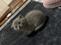 British Yavru Kediler