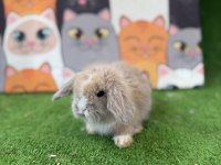 Hollanda teddy lop tavşanlar