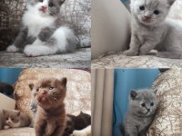 Sağlıklı british shorthair yavru kedileri