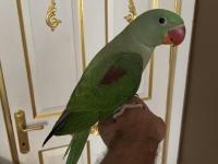 3 Aylık Full Evcil Jumbo Alexander