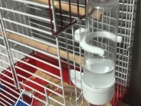 Rainbow Muhabbet Kuşu