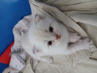 20 Günlük Scottish Yavrular