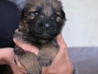 A Kalite Showline Şecereli Alman Kurdu Yavrular