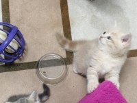 2 Aylık British Shorthair Yavrularımız