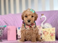 Maltipoo Mini Ve Güzel Bebekleri