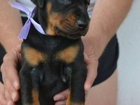 Irk Garantili Doberman Yavruları