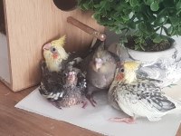 Yavru Sultan Papağanları