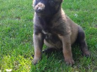 Belçika malinois köpeği yavruları