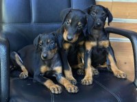 Irk Ve Sağlık Garantili Doberman Yavrular