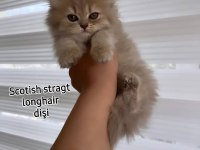 Scottish Fold Ve Scottish Straight