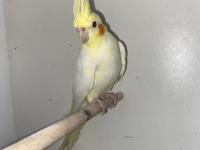 Tam Takım Sultan Papağanları