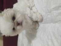 2 aylık pekingese yavrular