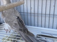 Wf Damızlık Dişi Sultan Papağanı