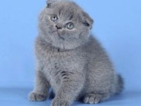 Scottish fold yavrularım sağlık ve ırk garantilidir