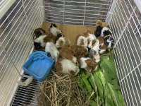 Çok tatlı rengarenk ginepigler adana kobay