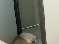 Pomeranian 3 Aylık Dişi