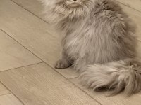 Sevecen Ve Uysal Can Kedilere Sıcak Yuva