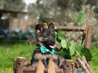 Müthiş K9 Alman Kurdu