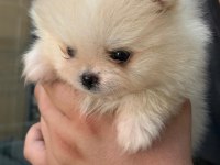 Pomeranian Erkek Yavruları