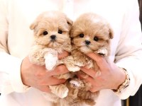 Mükemmel maltipoo yavruları