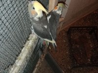 Yavru Sultan Papağanlar