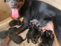 Dünya güzeli koca kafa rottweiler yavruları