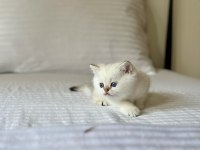 British Shorthair Golden Point