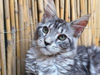 Maine Coon Türk - Mco Cattery