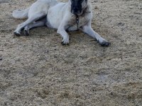 Orjinal sivas kangalı