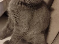 2.5 Aylık British Dişi Kedimiz