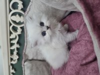 British longhair silver blue point