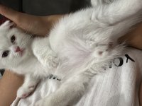2 aylık oyuncu dişi scottish fold kedimiz
