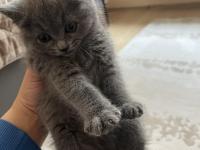 British 2 Aylık Dişi