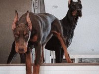 Her Renk Doberman Mevcut