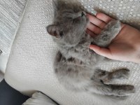 Chinchilla Kedimi Sahiplendirmek İstiyorum