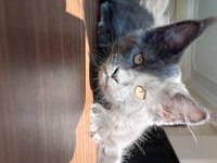 Blue Ve Black Smooke Maine Coon