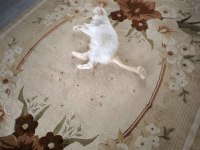 Exotic Shorthair Dişi (1 Yaşında)